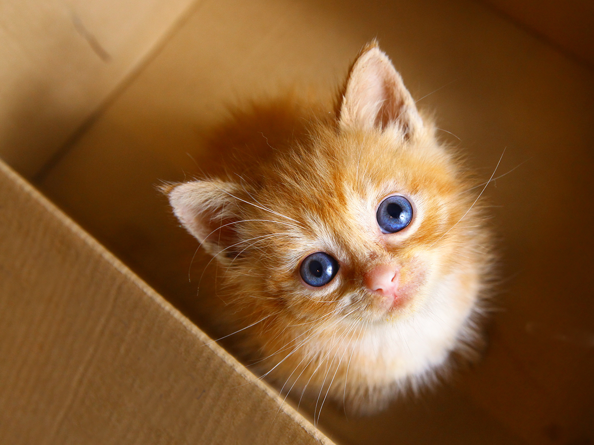 Dona 1€ per salvare un animale